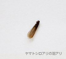 ヤマトシロアリの羽アリ
